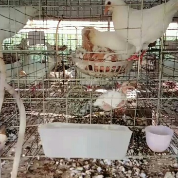 瑞祥鸽业养殖基地，常年面向社会提供优质种鸽，乳鸽，鸽蛋，