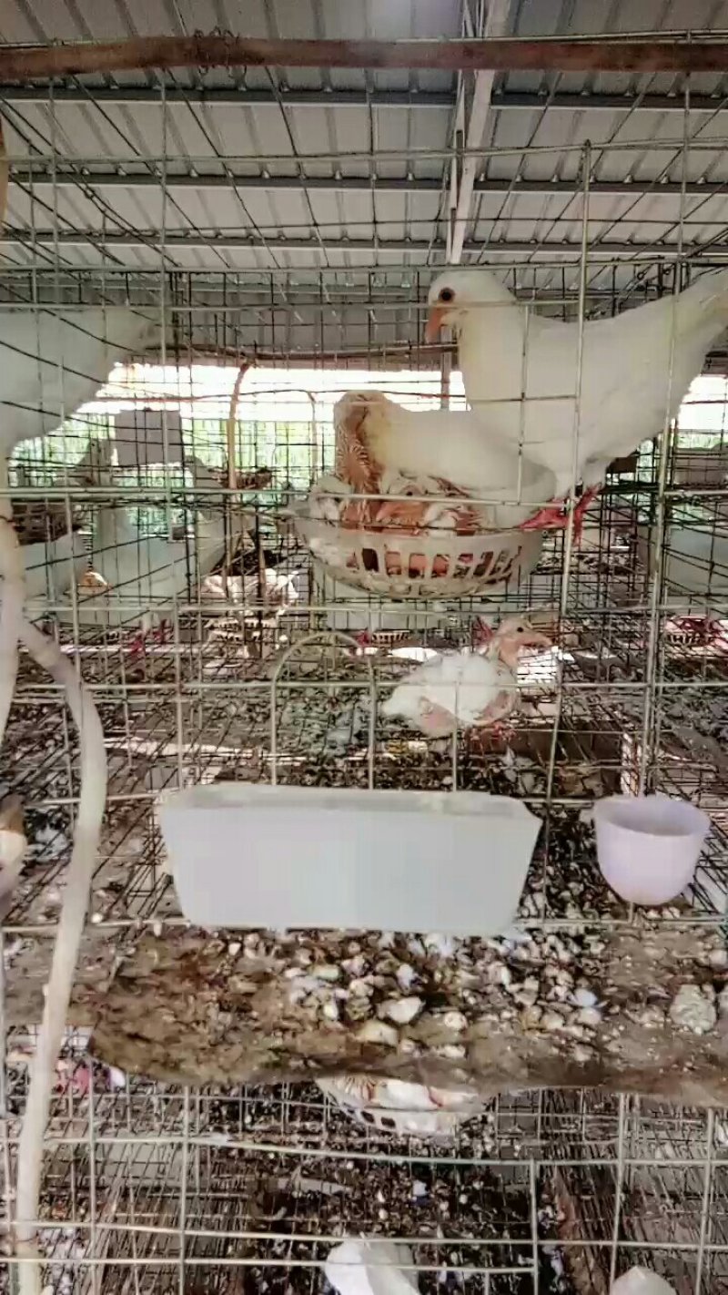 瑞祥鸽业养殖基地，常年面向社会提供优质种鸽，乳鸽，鸽蛋，