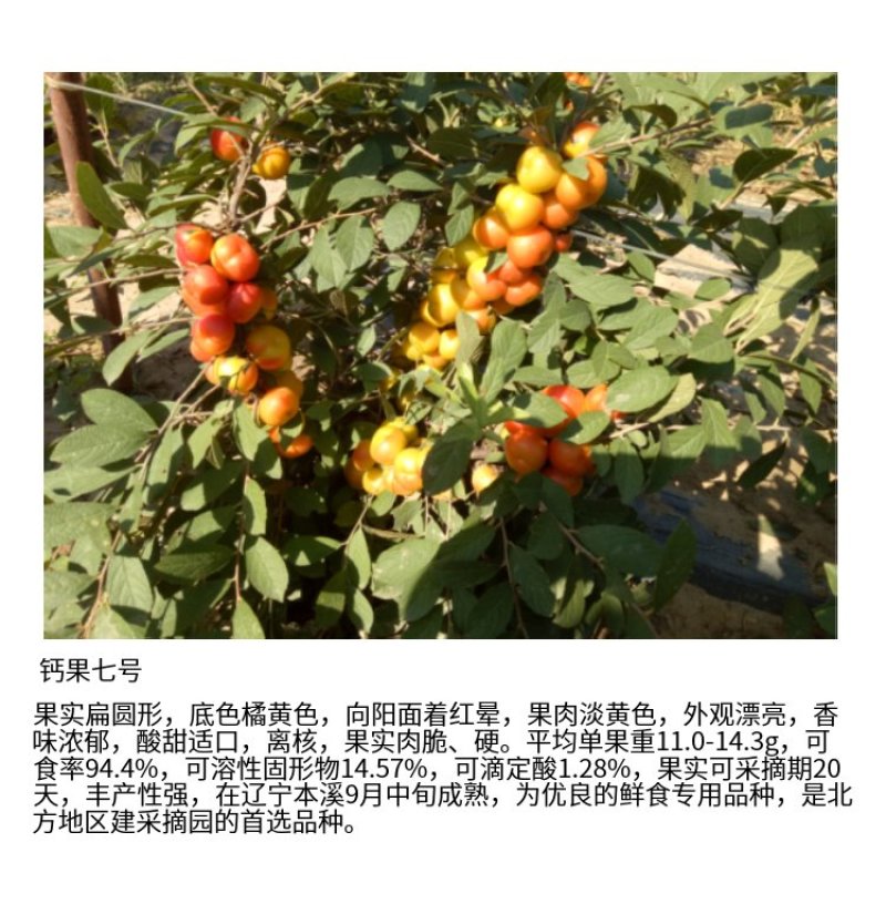 钙果苗欧李苗三华李苗基地直供抗寒品种浩海浆果