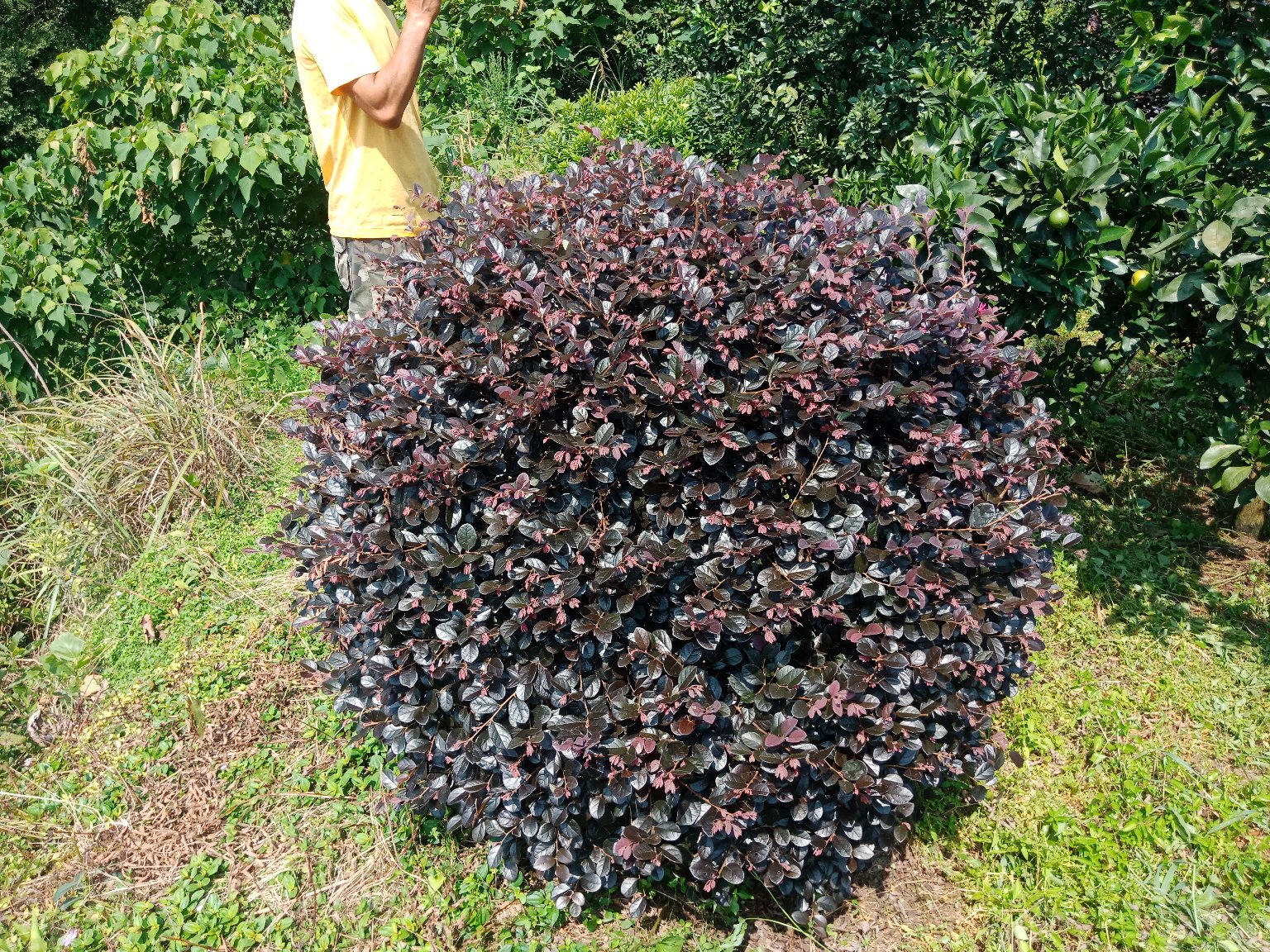 红枫杜鹃小苗叶片与花朵特写,展示其色彩变化与花型特征 红枫杜鹃小苗特写