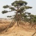 景观，造型松