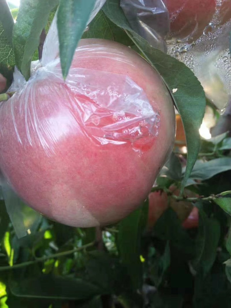 【陕西】大荔膜袋毛桃大量供应量大优惠欢迎咨询考察