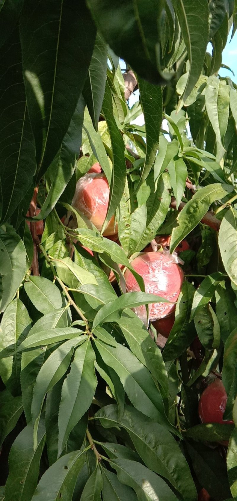 【陕西】大荔膜袋毛桃大量供应量大优惠欢迎咨询考察