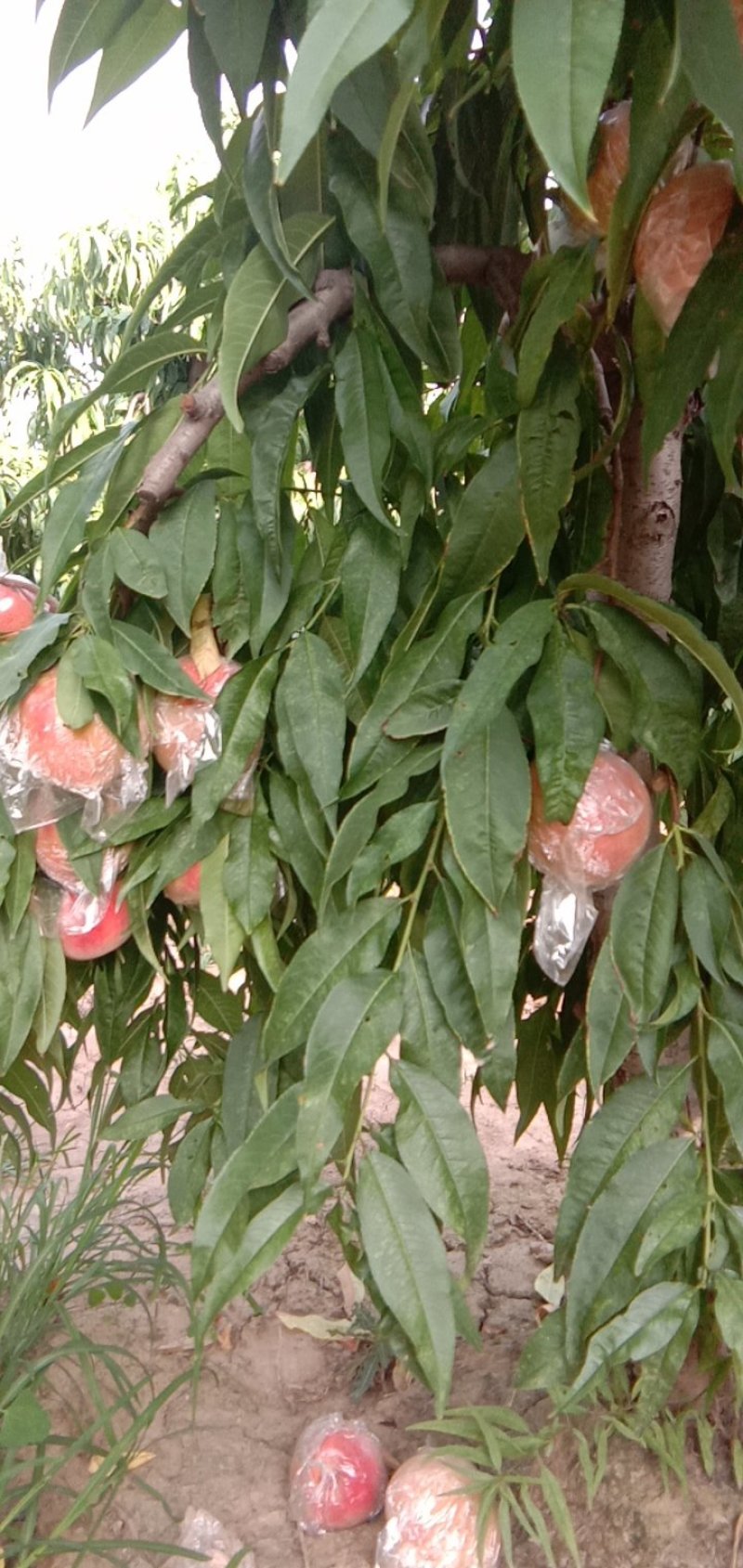 【陕西】大荔膜袋毛桃大量供应量大优惠欢迎咨询考察