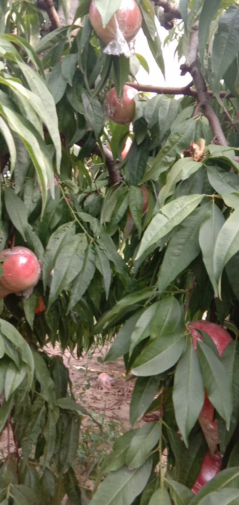 【陕西】大荔膜袋毛桃大量供应量大优惠欢迎咨询考察