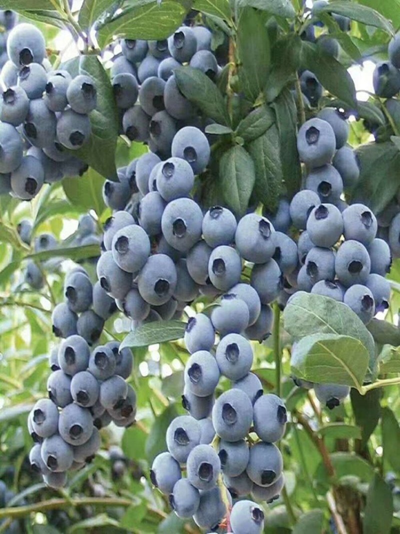 蓝莓苗蓝丰美登等品种全基地直供浩海浆果