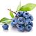 蓝莓苗蓝丰美登等品种全基地直供浩海浆果