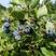 蓝莓苗蓝丰美登等品种全基地直供浩海浆果