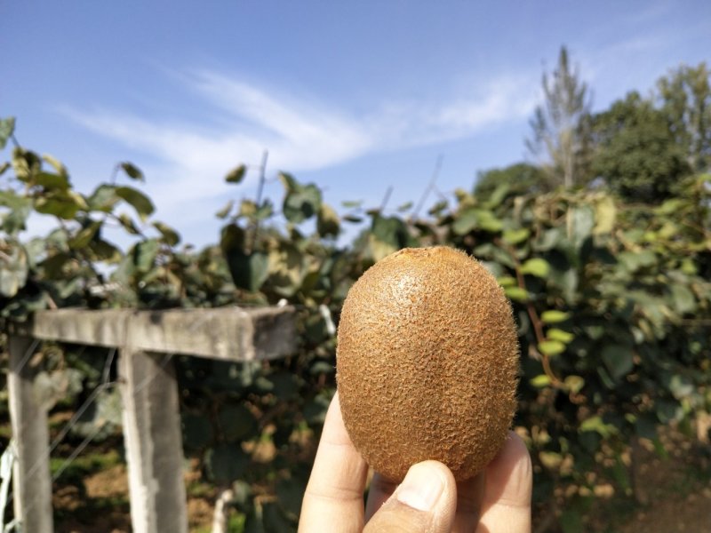 陕西绿心徐香猕猴桃5斤装泡沫箱支持一件代发