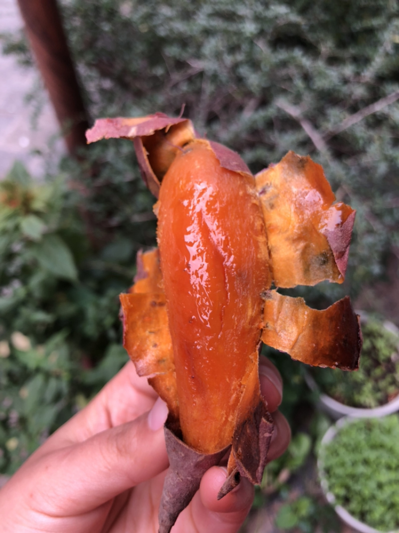 无渣软甜的烟薯25和西瓜红大量上新中统货