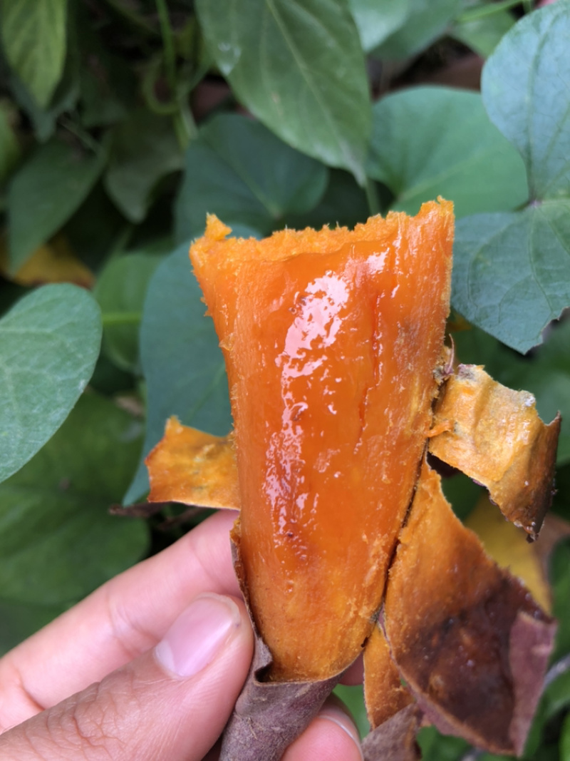 无渣软甜的烟薯25和西瓜红大量上新中统货