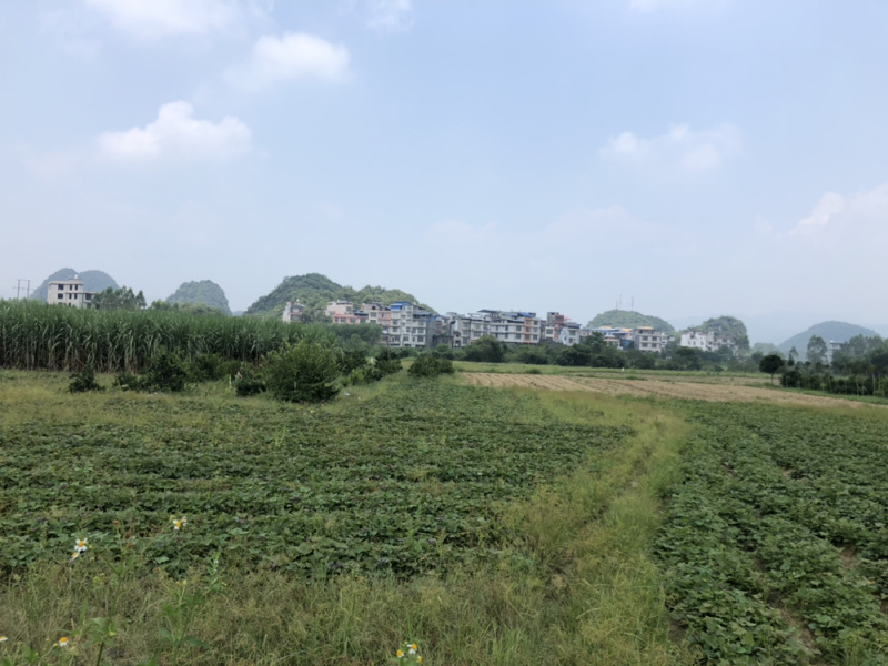 无渣软甜的烟薯25和西瓜红大量上新中统货