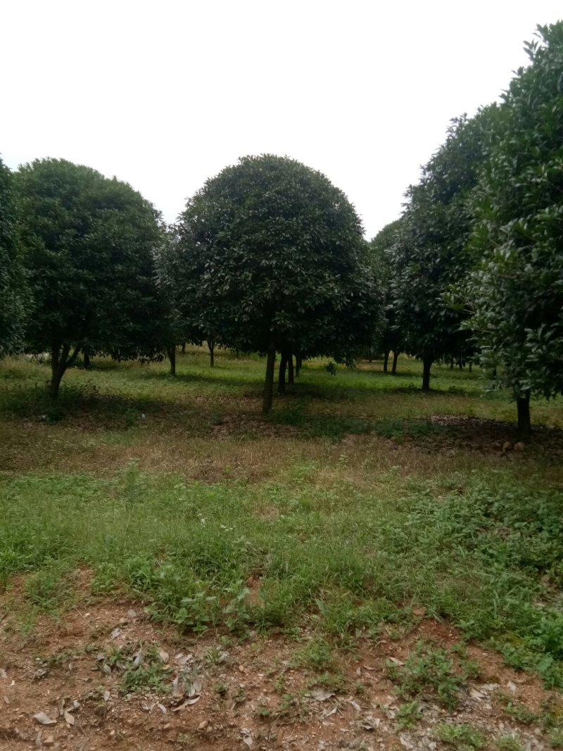 珍品桂花树10一22公分，请看图片。