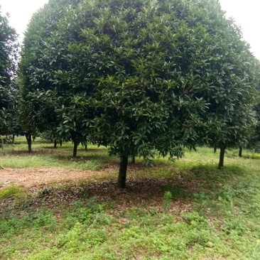 珍品桂花树10一22公分，请看图片。