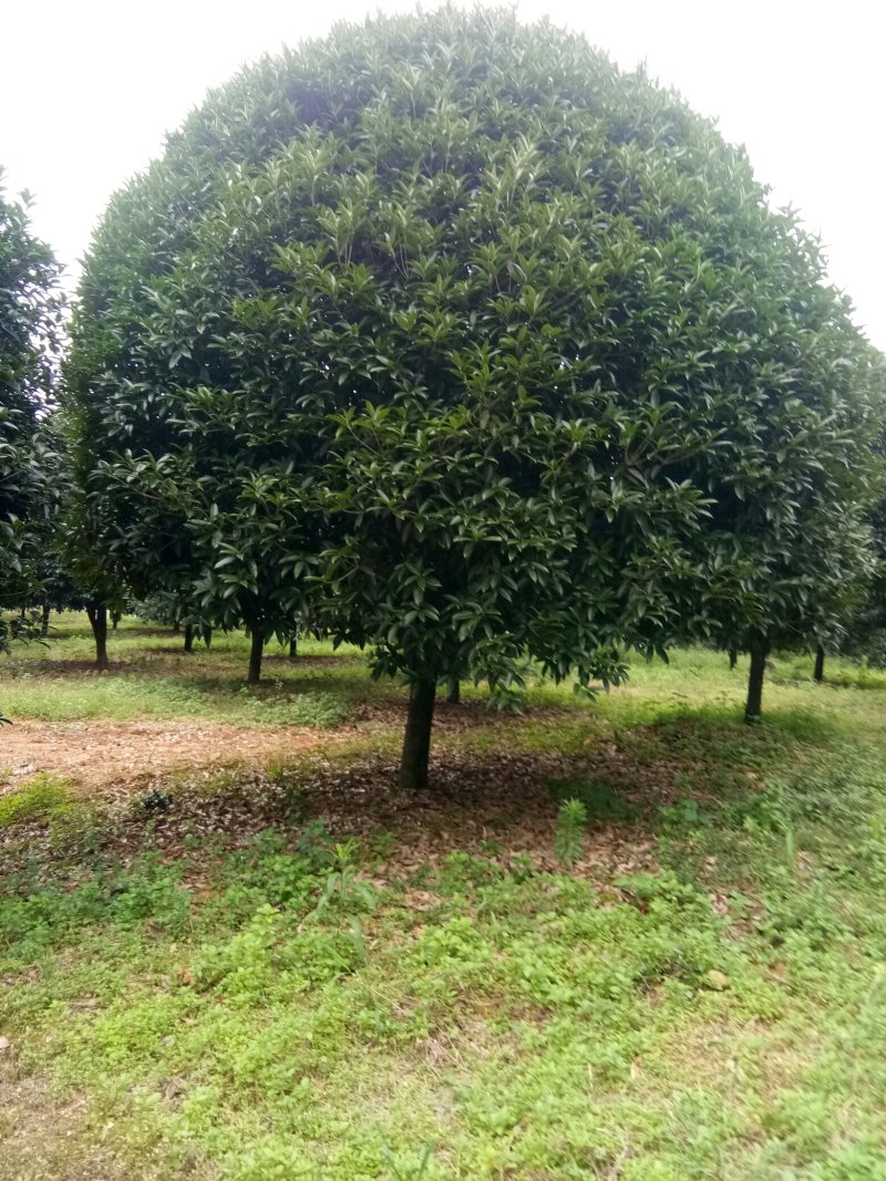 珍品桂花树10一22公分，请看图片。