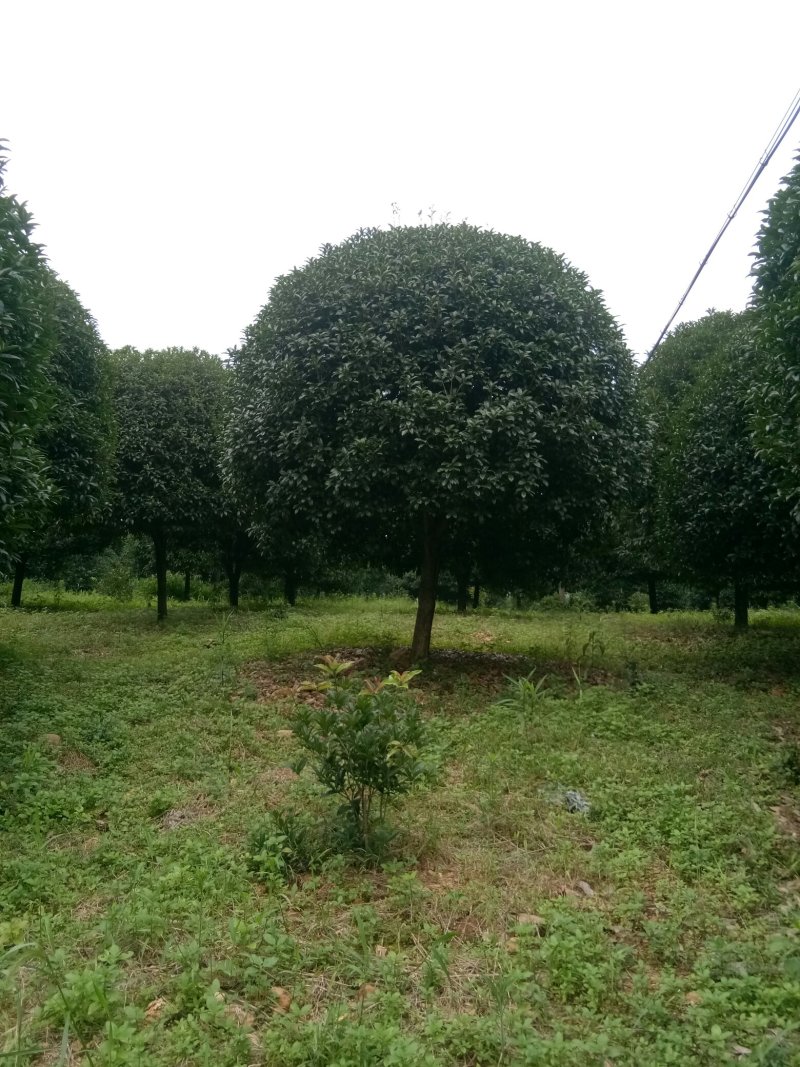 珍品桂花树10一22公分，请看图片。