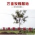 玫瑰鲜花花束婚庆用花家庭办公插花装饰团购批发