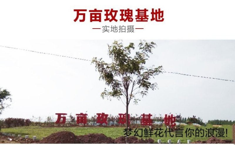 玫瑰鲜花花束婚庆用花家庭办公插花装饰团购批发