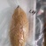 野生挂蜜，小挂蜜