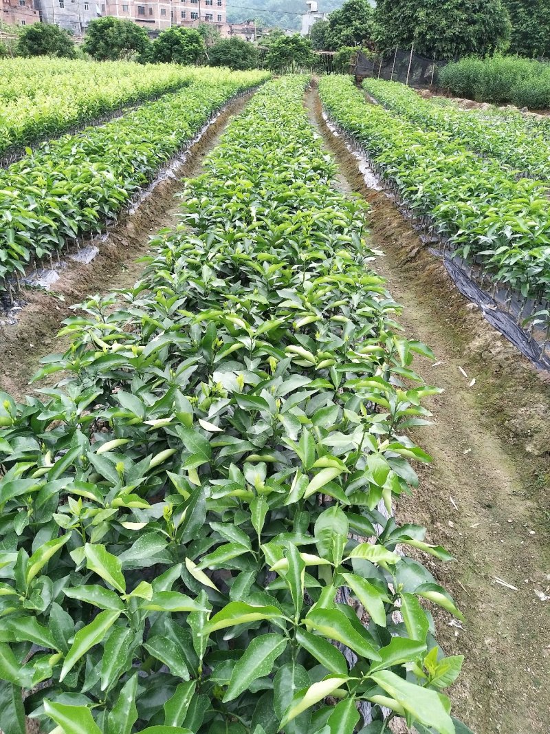 提供嫁接技术工人3毛/芽亚热带水果苗嫁接