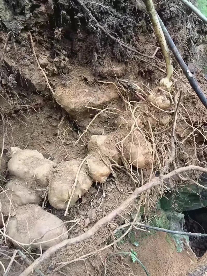 黄精（包邮）一手货源批发
