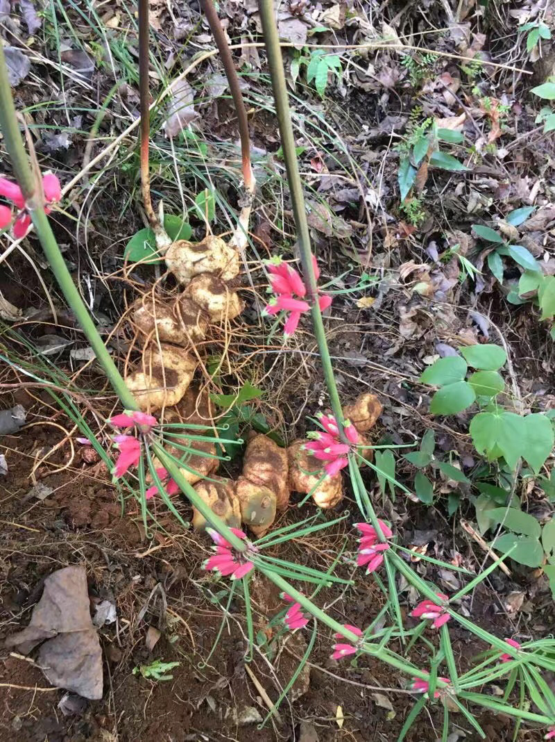 黄精（包邮）一手货源批发