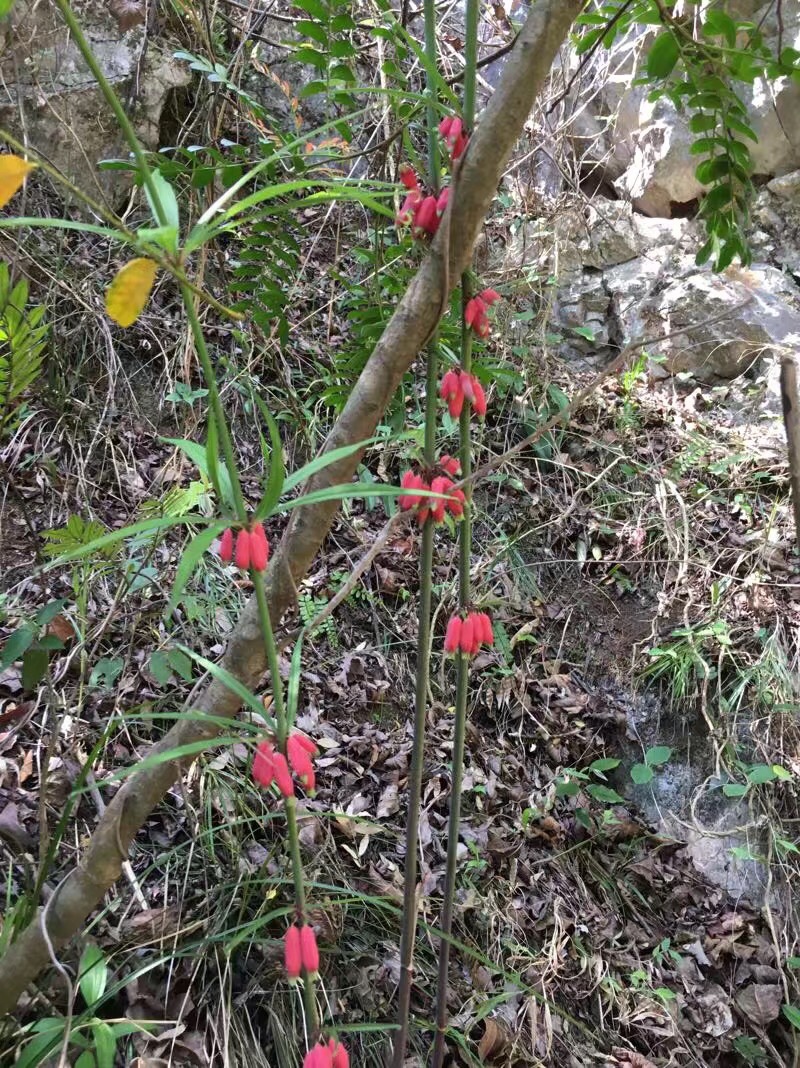 黄精（包邮）一手货源批发