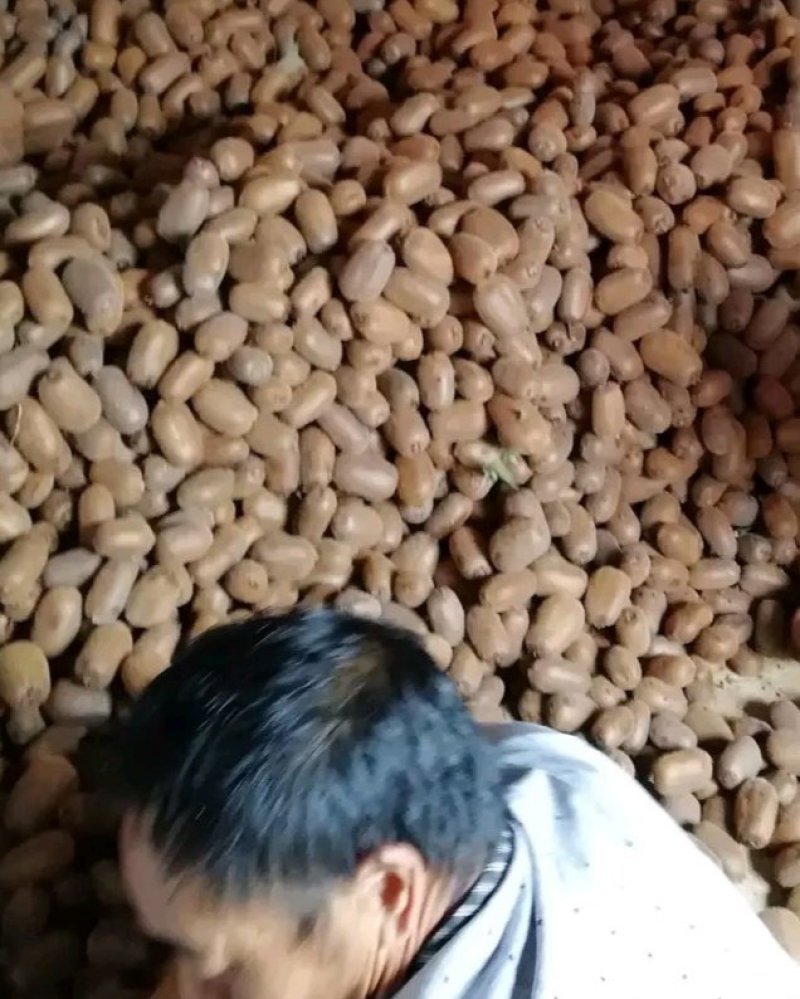 优质红心猕猴桃，颜色鲜亮，口感清甜，产地直销，提供加工！