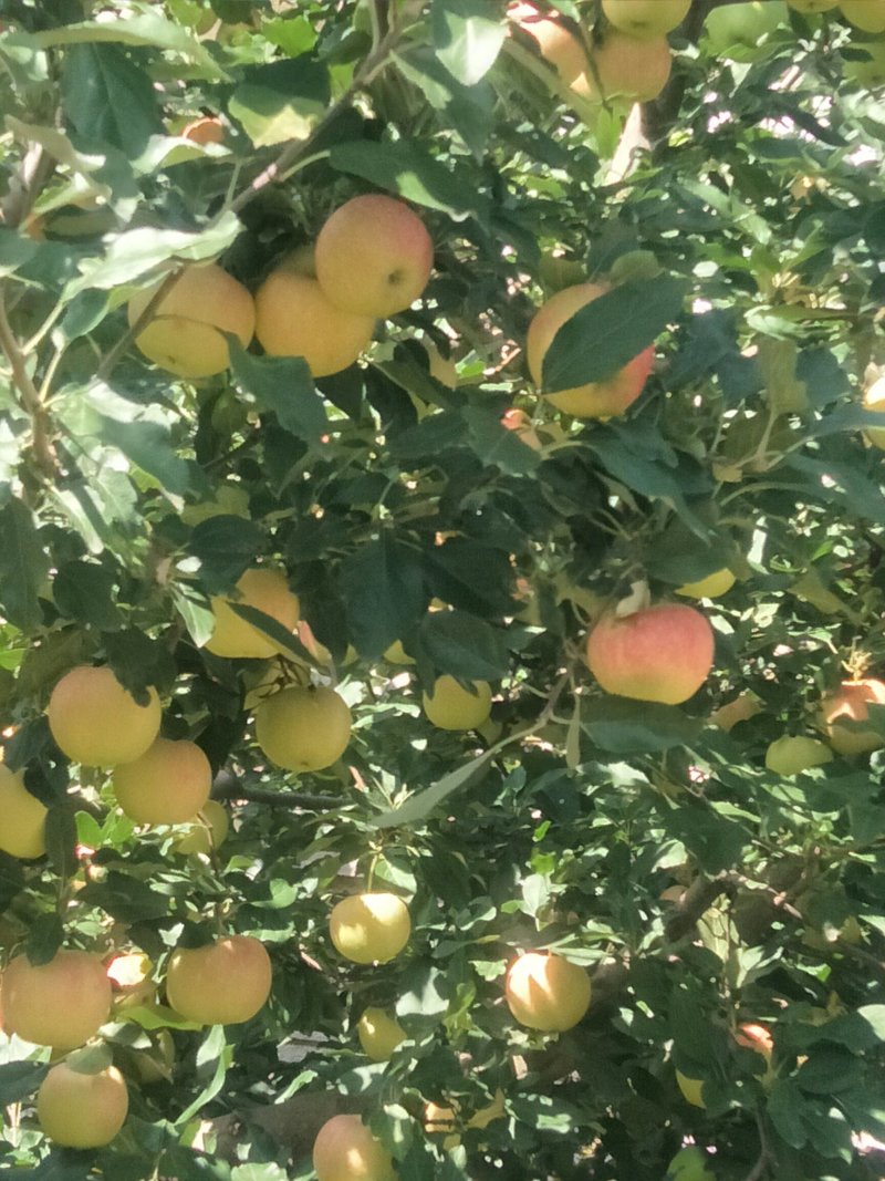 旮旯，苹果上市中口感脆甜