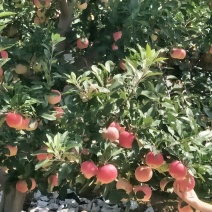 旮旯，苹果上市中口感脆甜