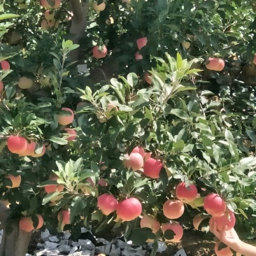 旮旯，苹果上市中口感脆甜