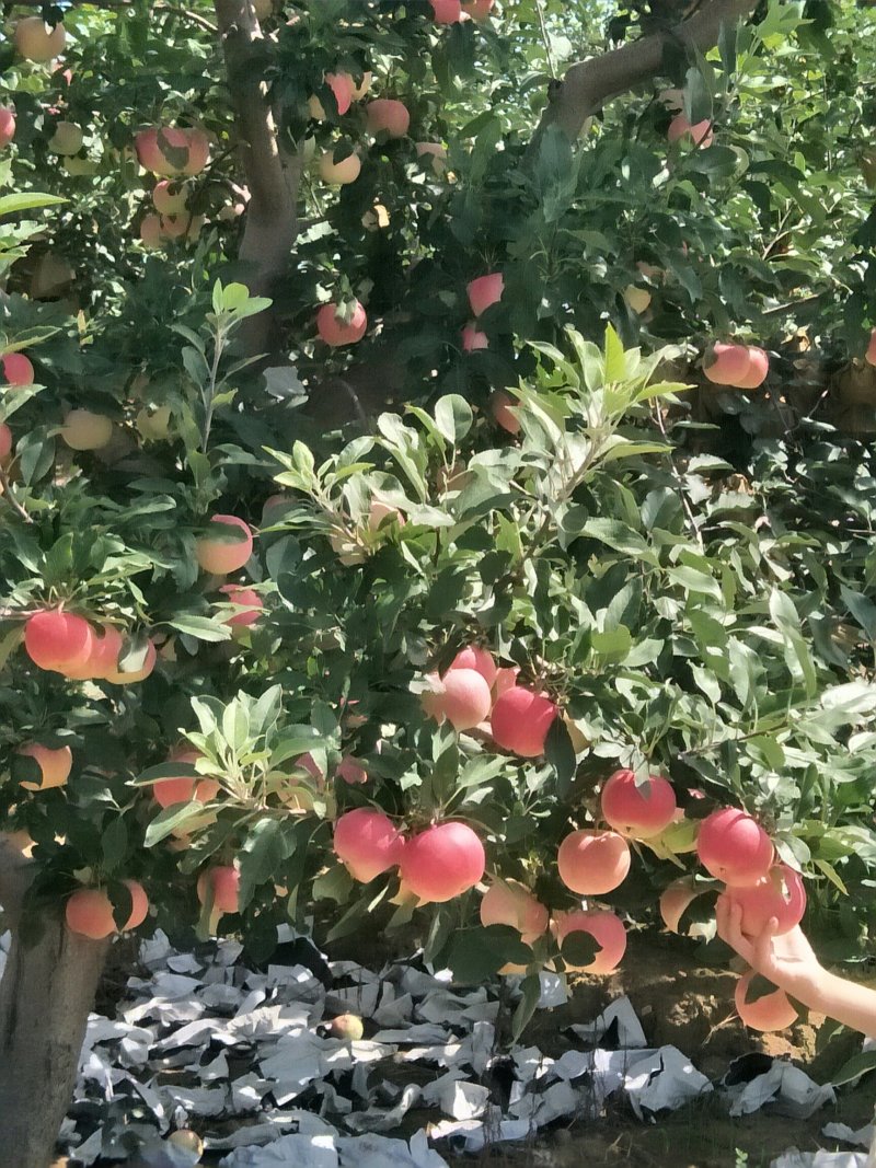 旮旯，苹果上市中口感脆甜