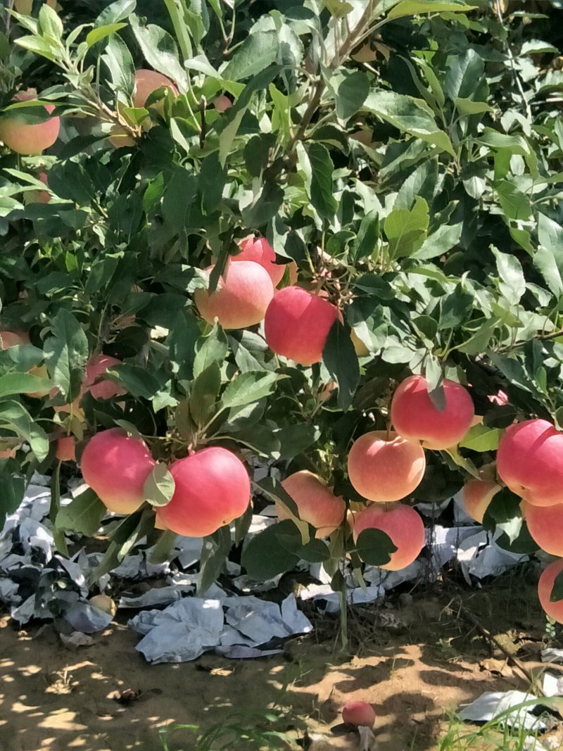 旮旯，苹果上市中口感脆甜
