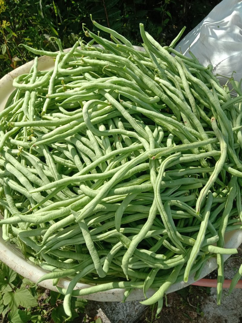 架豆王豆角
