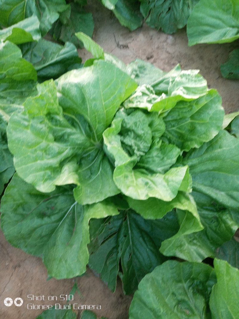 夏宝白菜，精品