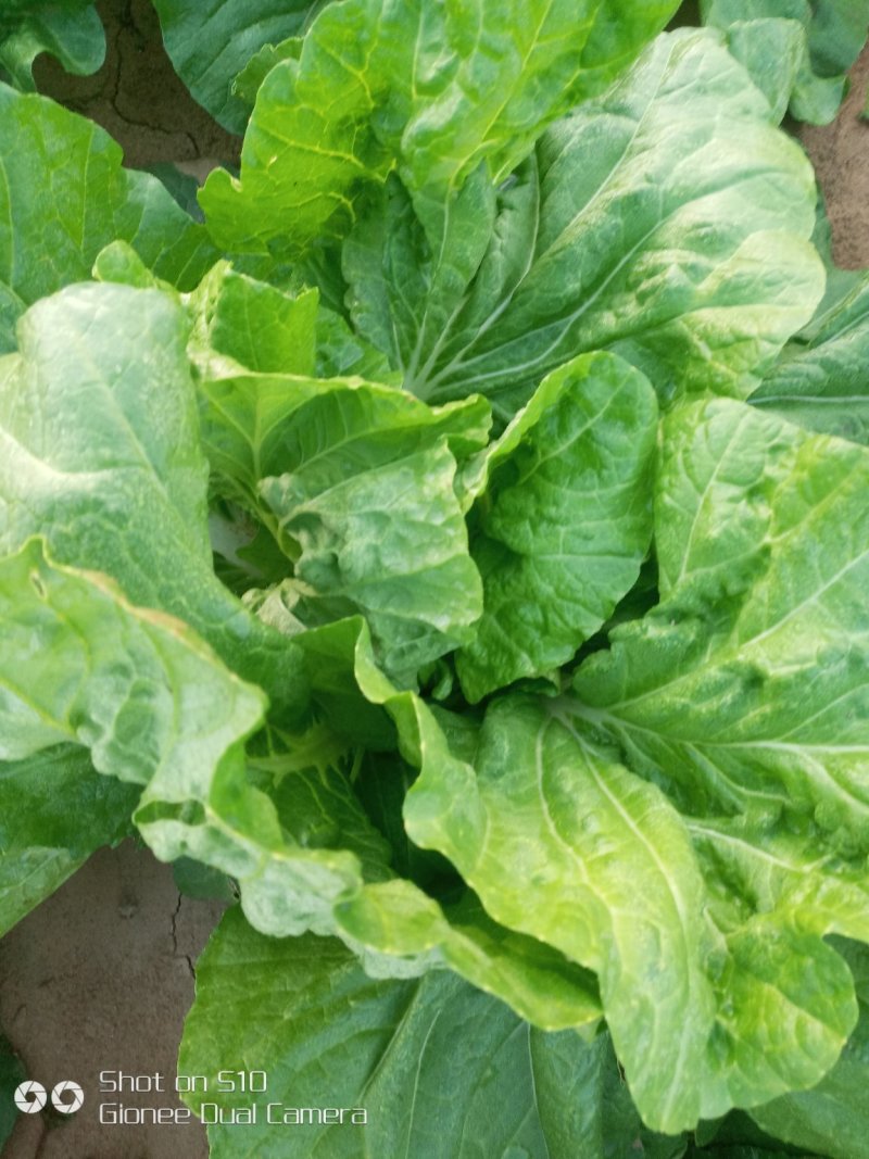 夏宝白菜，精品