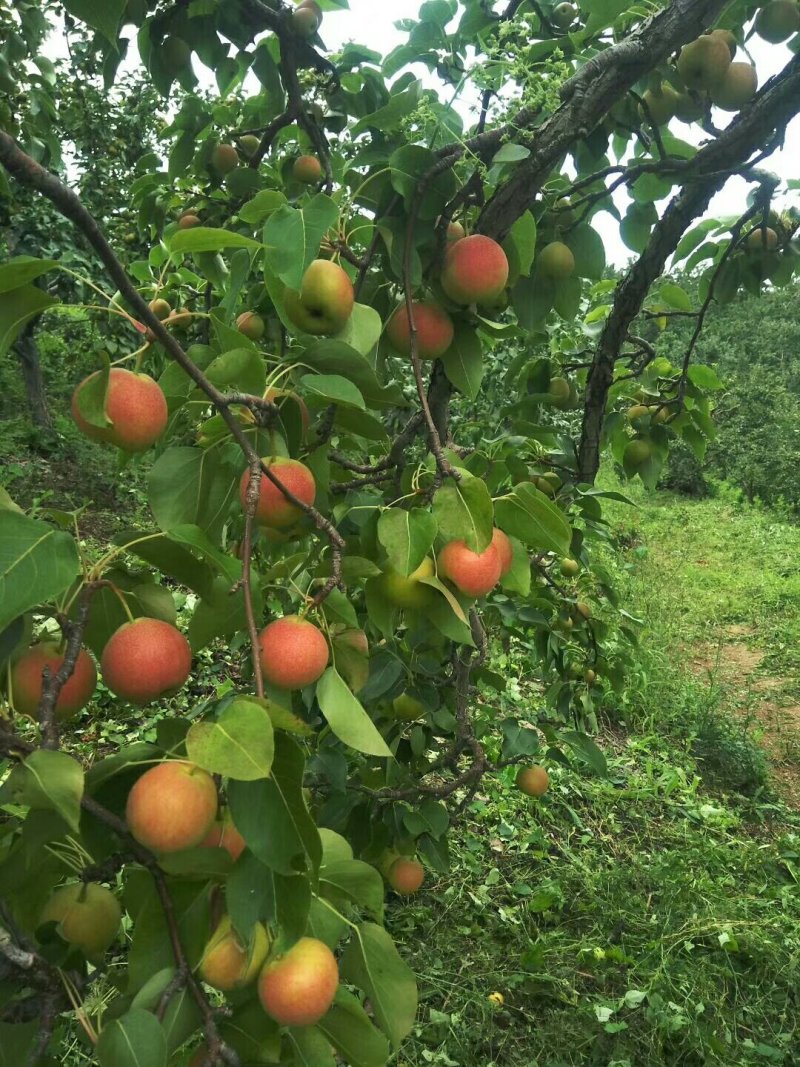 开元南果梨色泽好，红色多有需要的朋友可以联