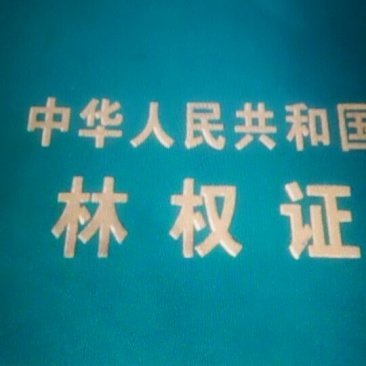 林地转让“杨树”