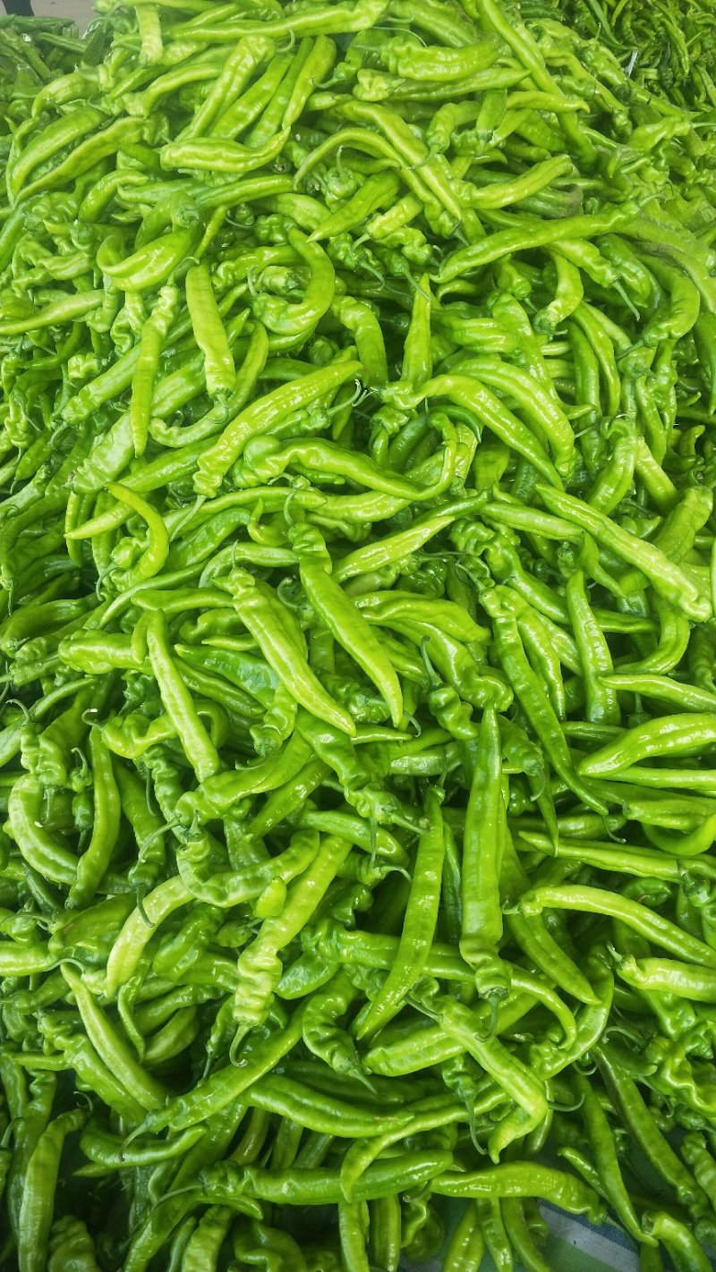 辽宁锦州精品尖椒，条长颜色好，皮毛亮