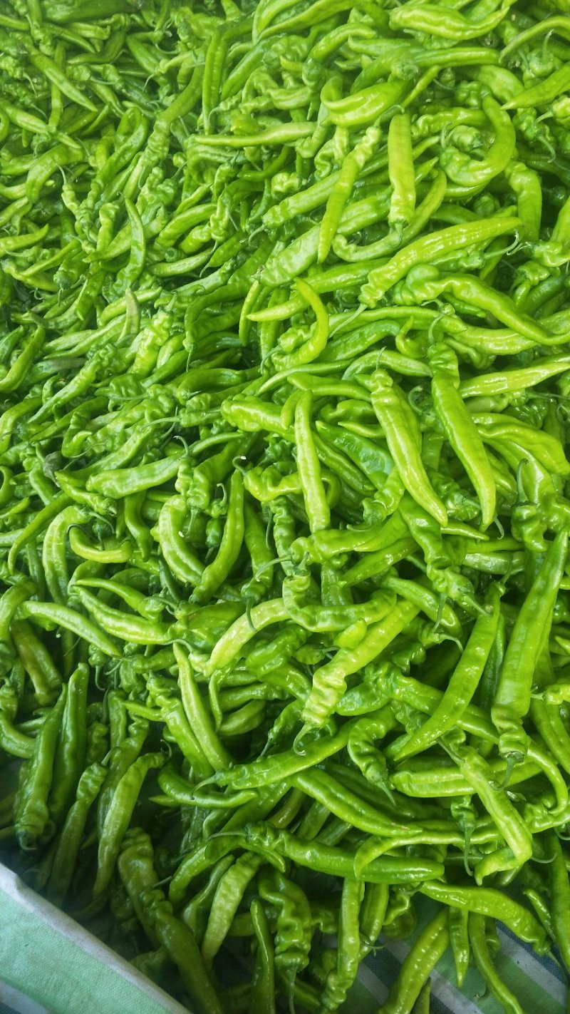 辽宁锦州精品尖椒，条长颜色好，皮毛亮