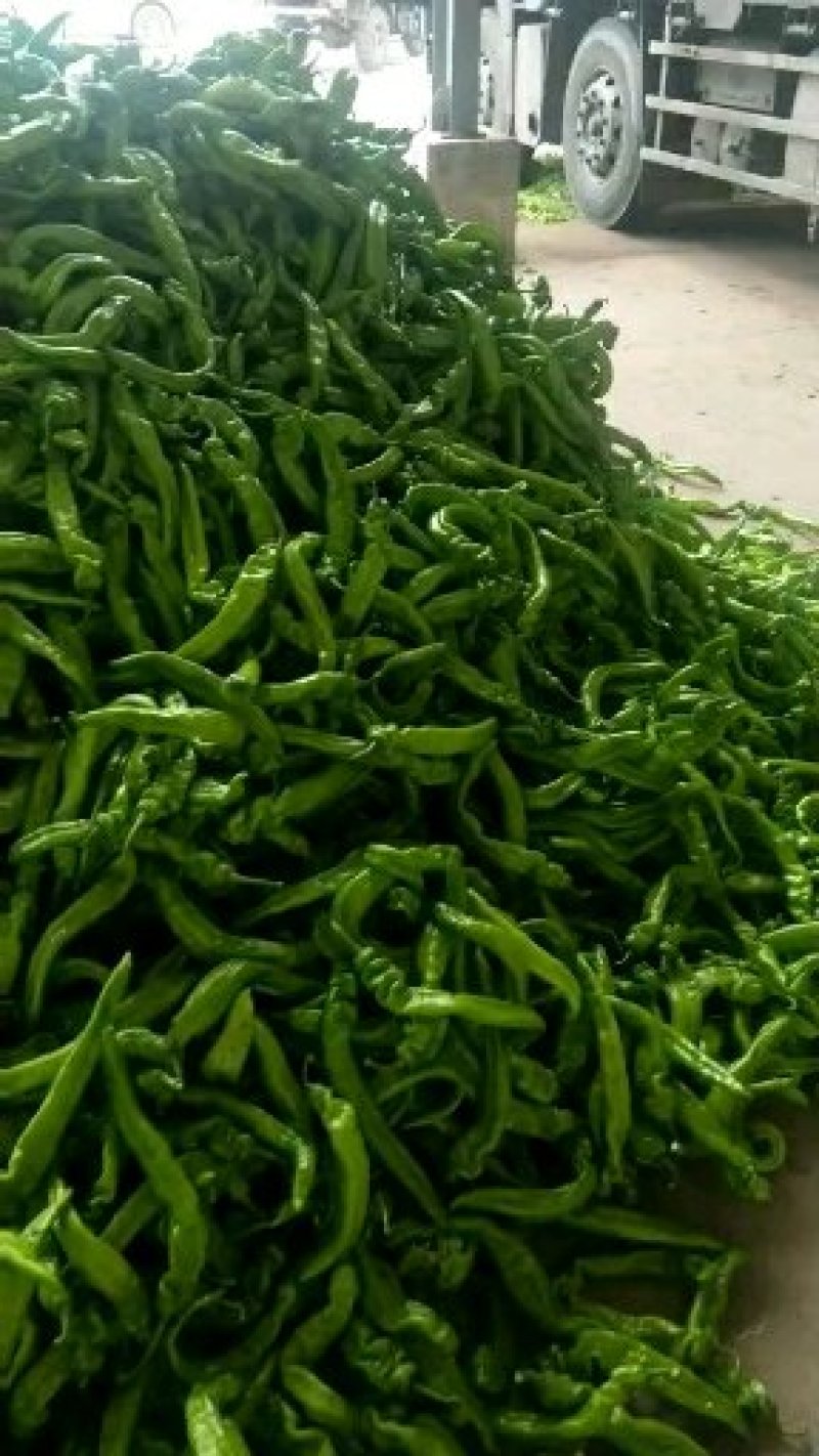 辽宁锦州精品尖椒，条长颜色好，皮毛亮