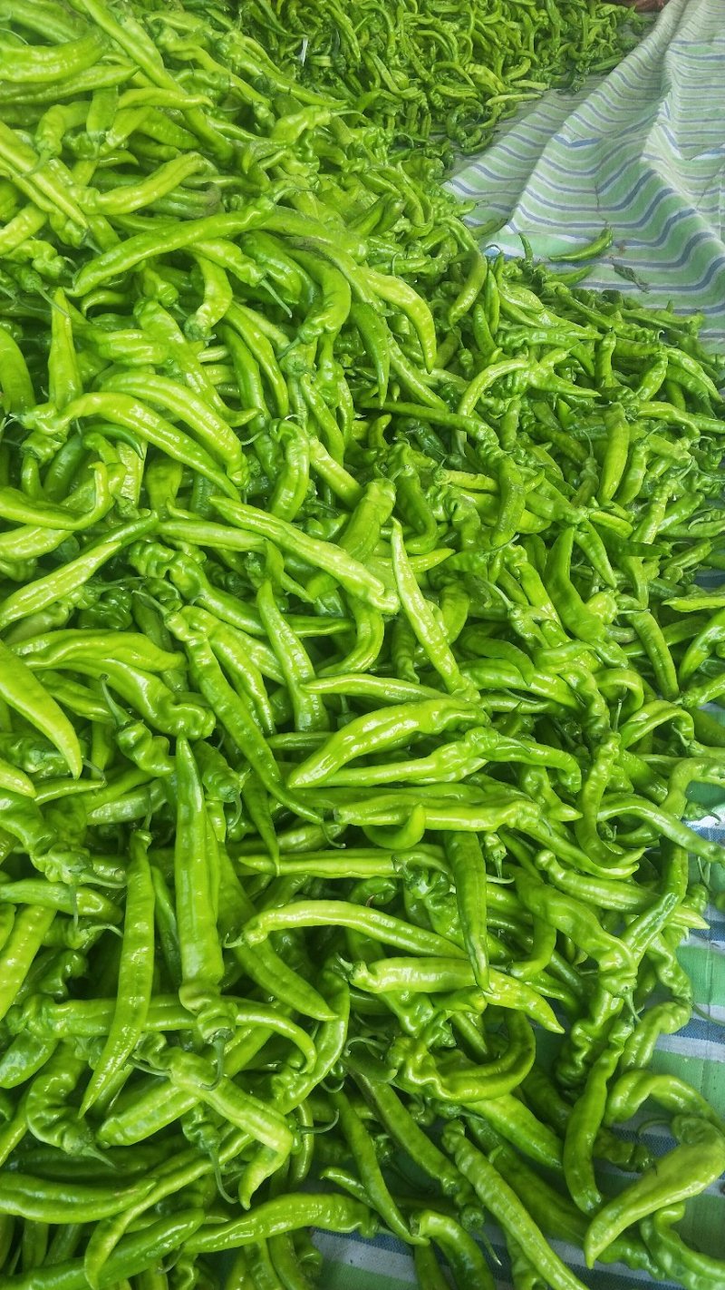辽宁锦州精品尖椒，条长颜色好，皮毛亮