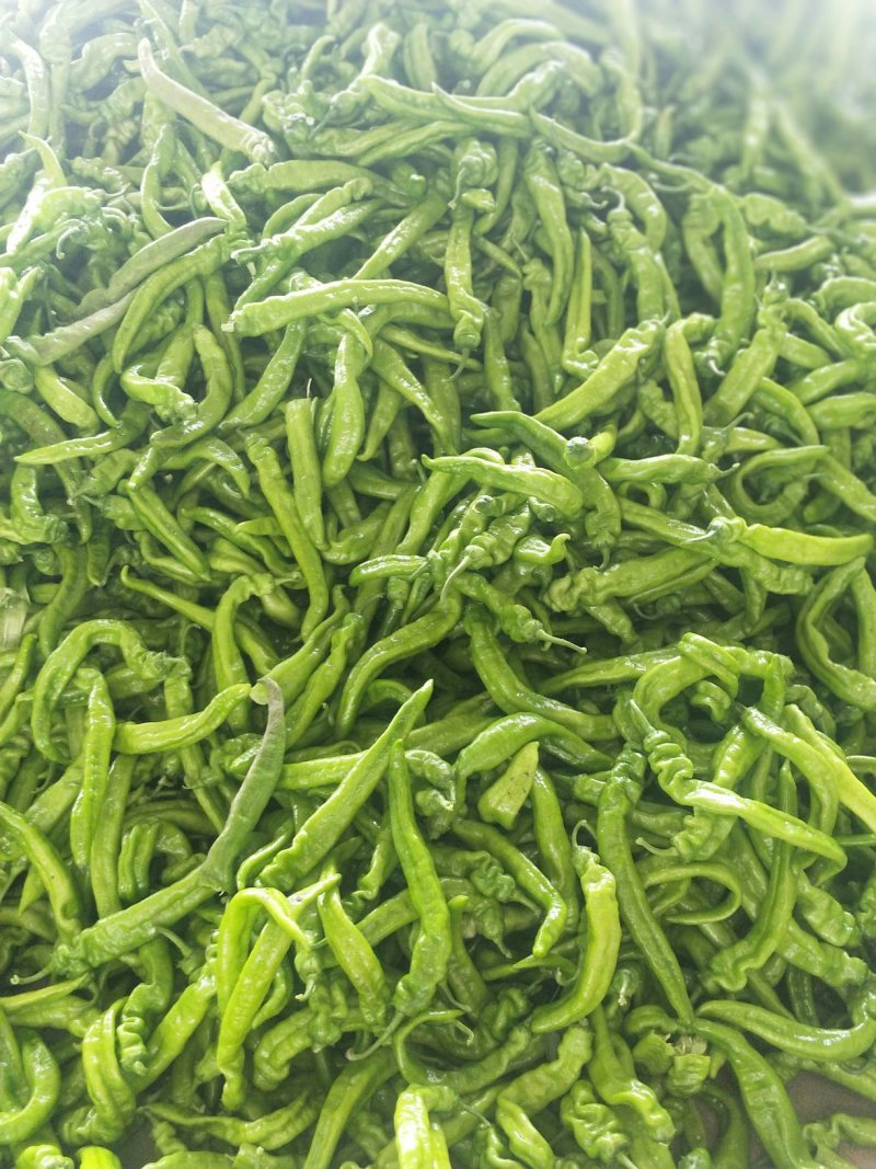 辽宁锦州精品尖椒，条长颜色好，皮毛亮