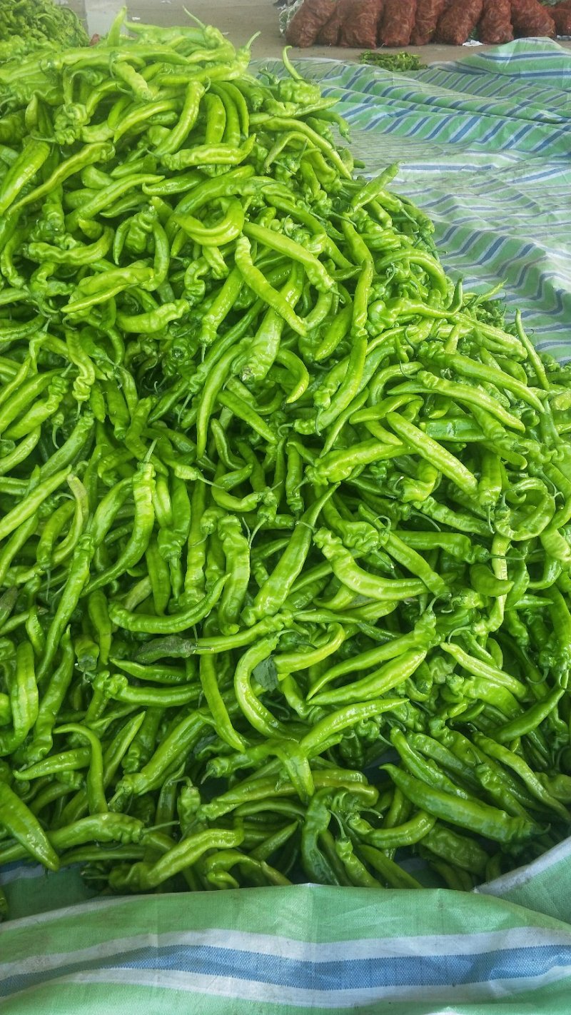 辽宁锦州精品尖椒，条长颜色好，皮毛亮