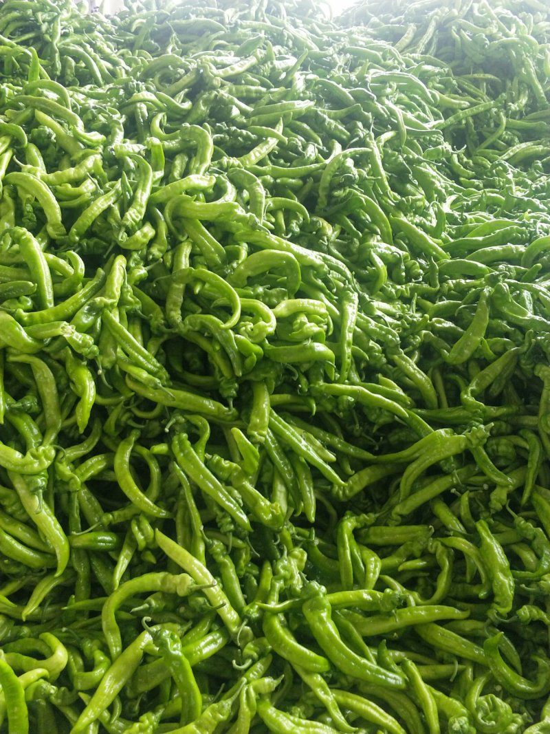 辽宁锦州精品尖椒，条长颜色好，皮毛亮