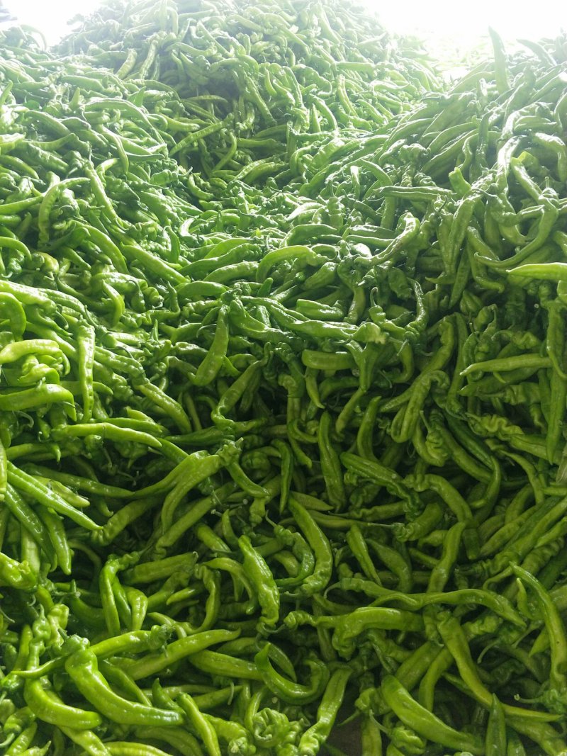 辽宁锦州精品尖椒，条长颜色好，皮毛亮