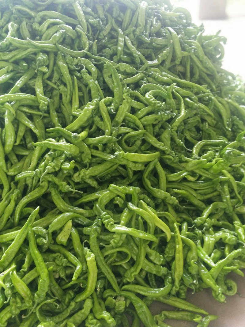 辽宁锦州精品尖椒，条长颜色好，皮毛亮