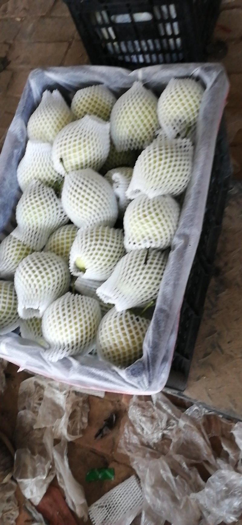 河北鸭梨现库存膜袋鸭梨，大量出库销售中商超市场直供