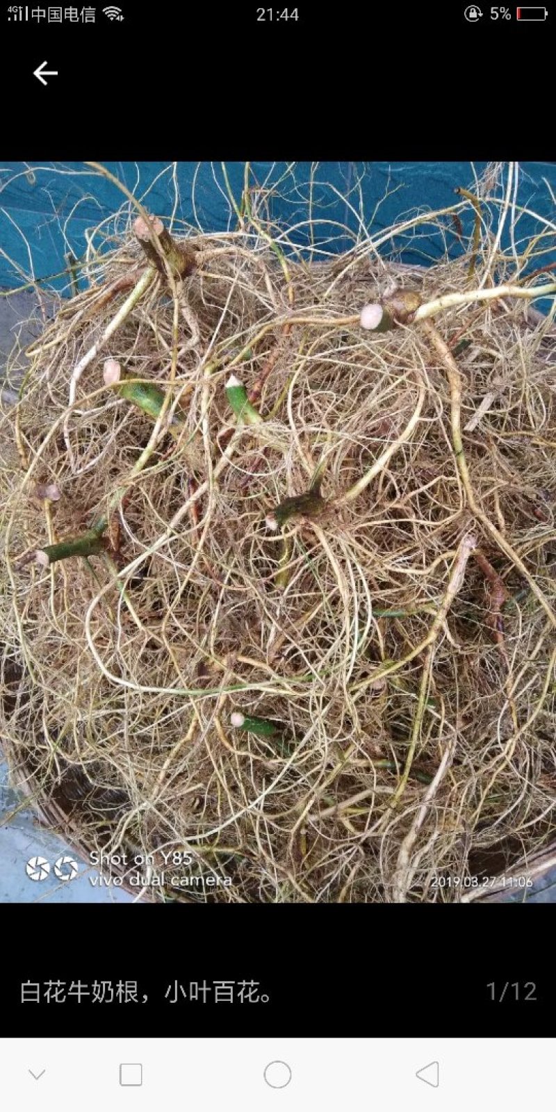 牛奶根