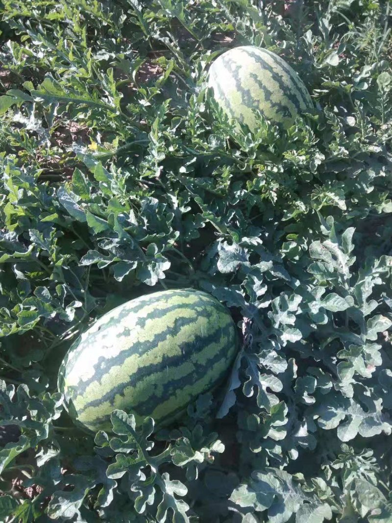 内蒙古赤峰冠龙西瓜10斤打底9成熟1茬